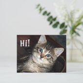 Cute Kitten Salut !  Carte postale (Debout devant)