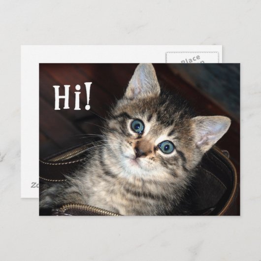 Cute Kitten Salut ! Carte postale (Devant / Derrière)