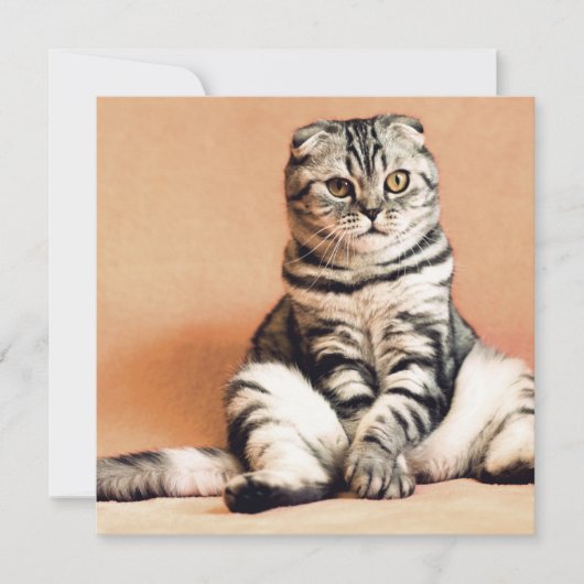 Cute Kitten Sprawout Kaart (Voorkant)