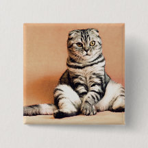 Cute Kitten Sprawout