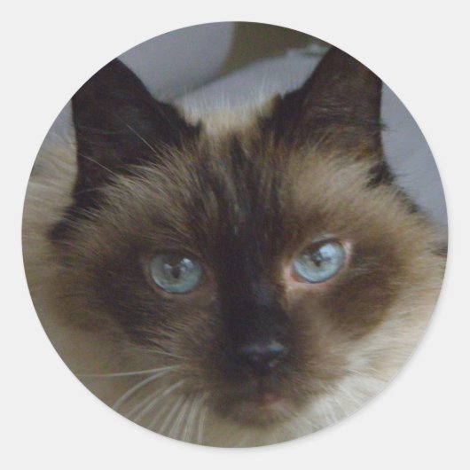 Cute Kitten Stickers (Voorkant)