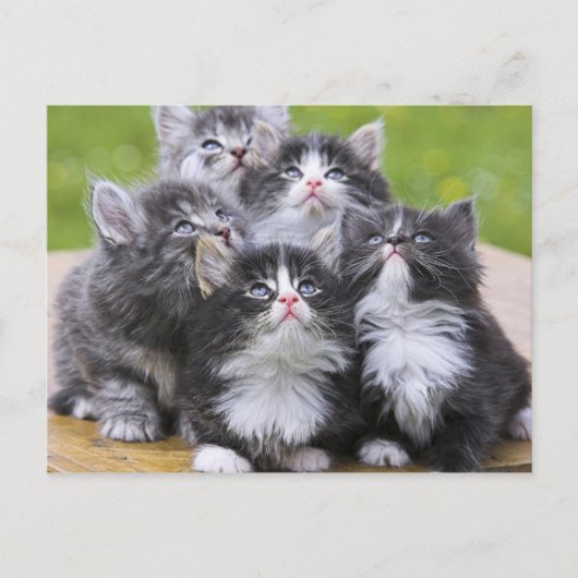 Cute kittens briefkaart (Voorkant)