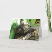 Cute Kittens Cuddin - carte blanche (Devant)