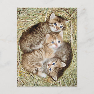 Cute Kittens dans le panier carte postale