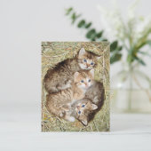 Cute Kittens dans le panier carte postale (Debout devant)