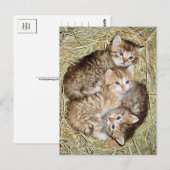 Cute Kittens dans le panier carte postale (Devant / Derrière)