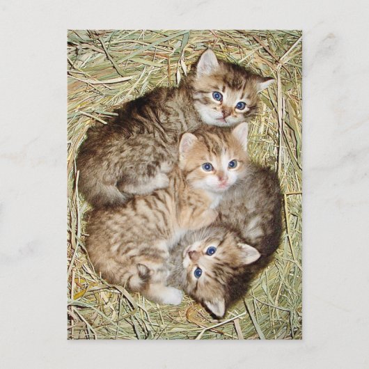 Cute Kittens dans le panier carte postale (Devant)