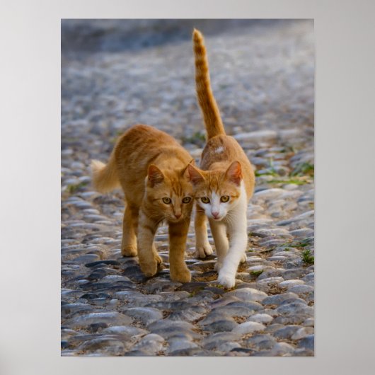Cute Kittens Friends Walk the Same Path Photo - Poster (Voorkant)