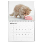 Cute Kittens Kalender (Feb 2026)