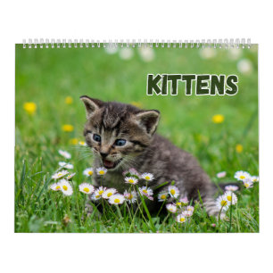 Cute Kittens Kalender
