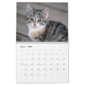 Cute Kittens-kalender Kalender (Mar 2027)