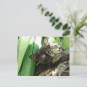Cute kittens kuddend briefkaart (Staand voorkant)