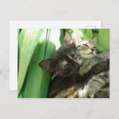 Cute kittens kuddend briefkaart (Voorkant / Achterkant)