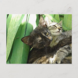 Cute kittens kuddend briefkaart