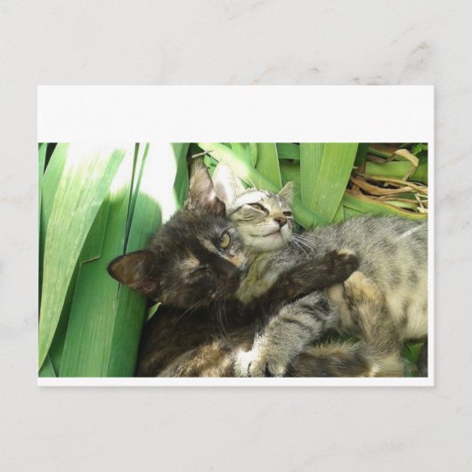 Cute kittens kuddling briefkaart (Voorkant)