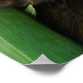 Cute kittens kuddling poster (Hoek)