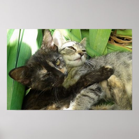 Cute kittens kuddling poster (Voorkant)
