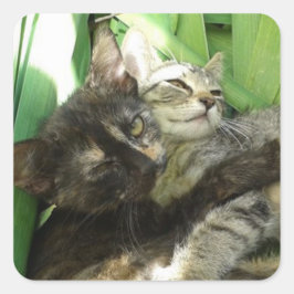 Cute kittens kuddling vierkante sticker