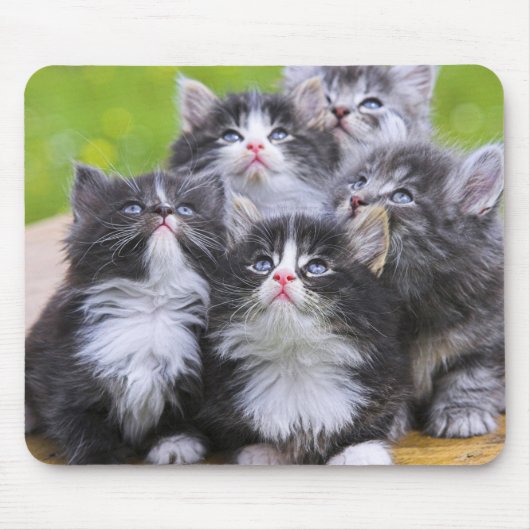Cute Kittens Muismat (Voorkant)