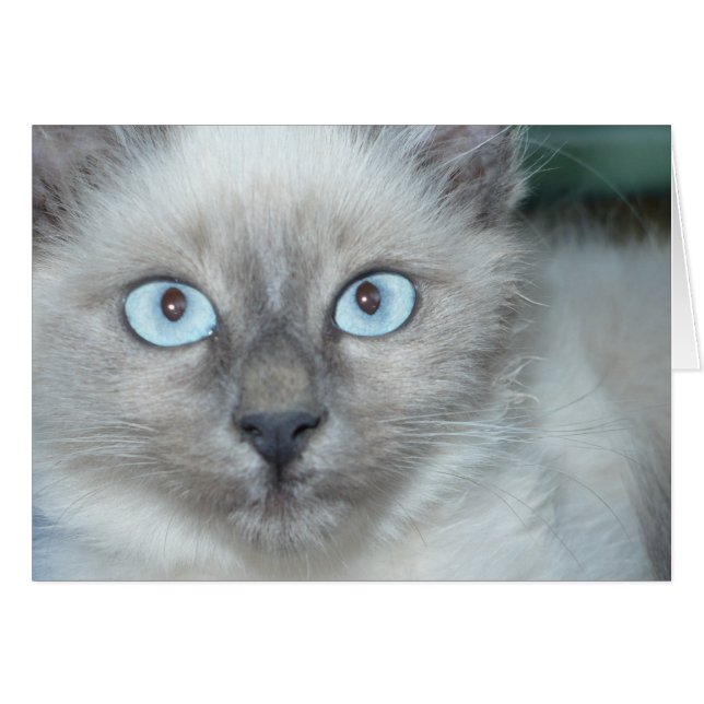 Cute kitty (Devant horizontal)