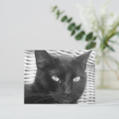 Cute Kitty - carte postale (Debout devant)