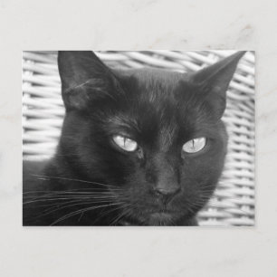 Cute Kitty - carte postale
