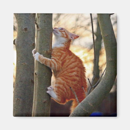 Cute Kitty Cat Magneet (Voorkant)