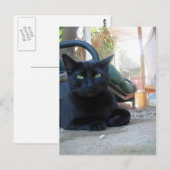 Cute Kitty Laying - carte postale (Devant / Derrière)