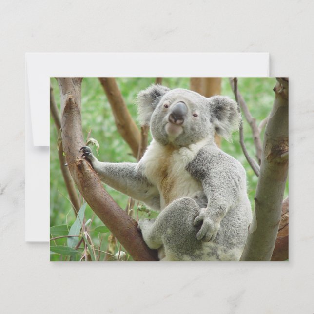 Cute Koala (Voorkant)