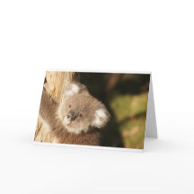 Cute Koala Bears Feest Verjaardagsshower