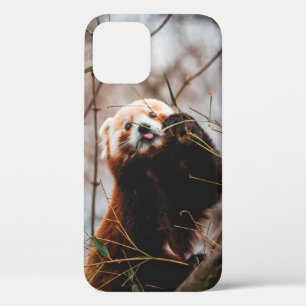 CUTE KOALA BEER iPhone 12 HOESJE