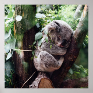 Cute Koala Beer ontspannend in een boom Poster