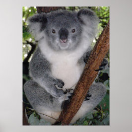 CUTE KOALA BEER POSTER