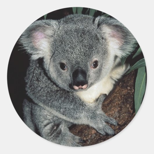 Cute Koala Beer Ronde Sticker (Voorkant)
