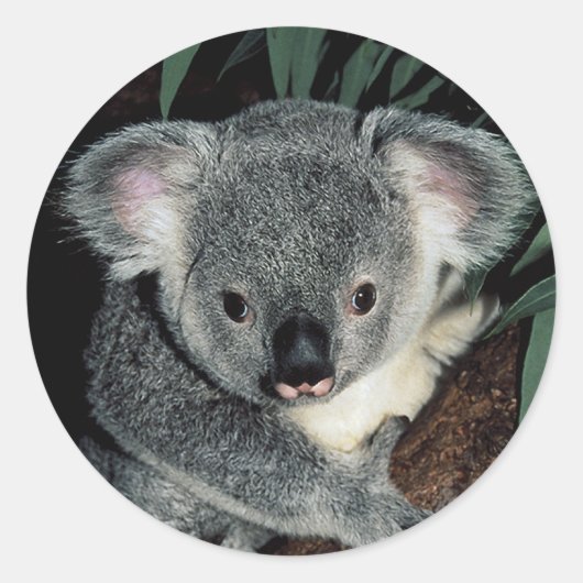 Cute Koala Beer Ronde Sticker (Voorkant)