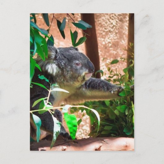 Cute Koala Briefkaart (Voorkant)
