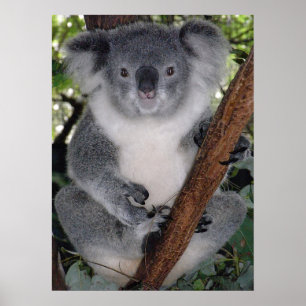 Cute Koala Destiny Zazzle Aussi Outback Poster