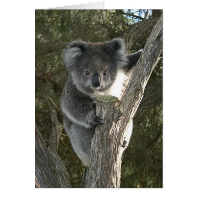 Cute Koala die een boom beklimt (Voorkant)