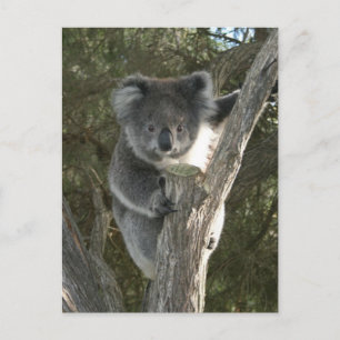 Cute Koala die een boom beklimt Briefkaart