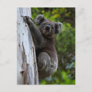 Cute Koala escalade un arbre Australie Carte posta
