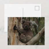Cute Koala in een boom Australië Briefkaart (Voorkant / Achterkant)