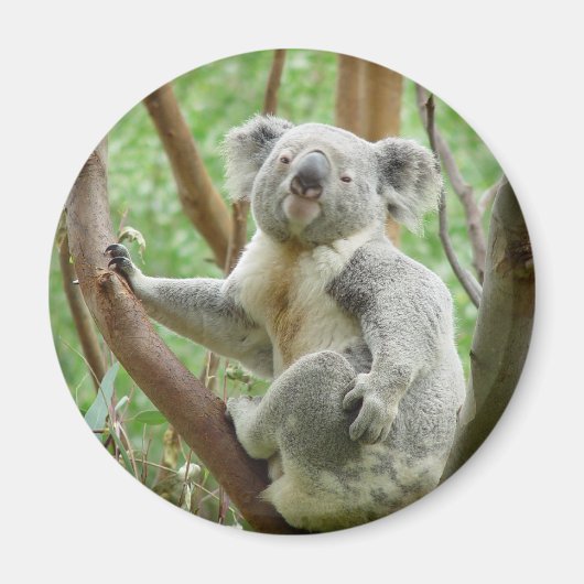 Cute Koala Magneet (Voorkant)