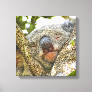 Cute Koala Ours Enveloppé Toile