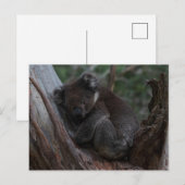 Cute Koala sleeping in a tree Australia Briefkaart (Voorkant / Achterkant)