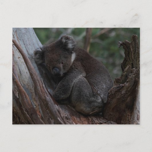 Cute Koala sleeping in a tree Australia Briefkaart (Voorkant)