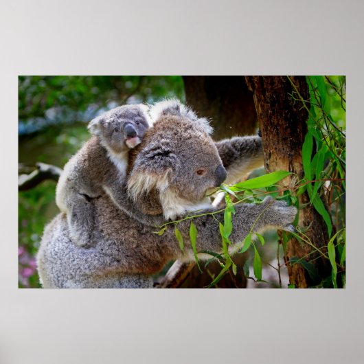 Cute Koalas Poster (Voorkant)