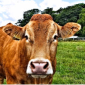 CUTE KOE GROOT CADEAUZAKJE