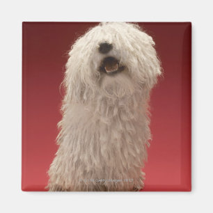 Cute Komondor Dog Magneet
