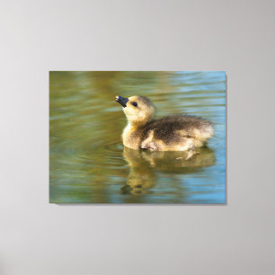 Cute kuiken op vijver canvas afdruk