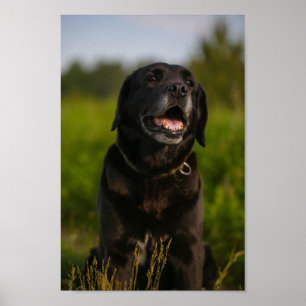 Cute Labrador Black Dog Puppy Poster